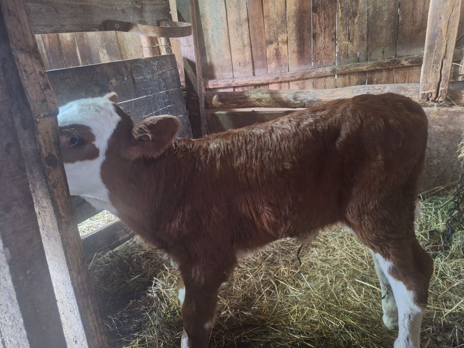 Vitea baltata romaneasca