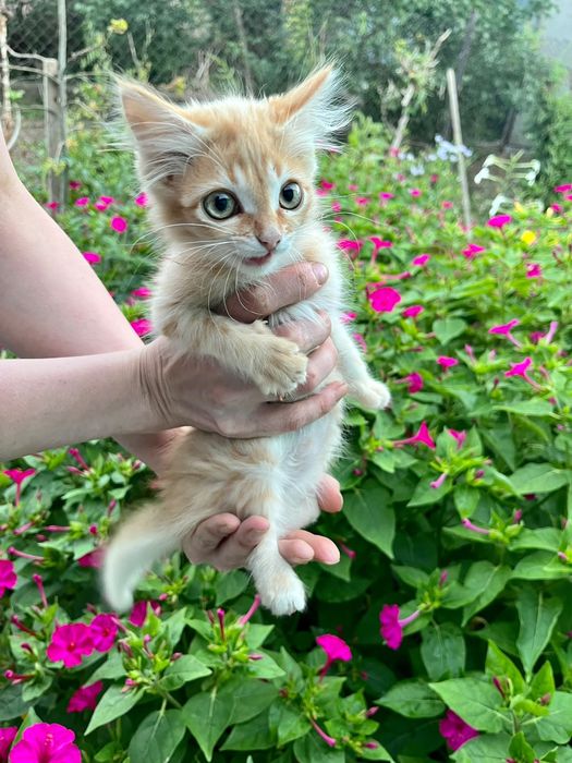 Отдам в добрые руки котёнка