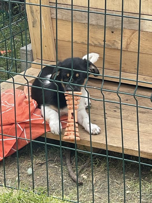 Adoptie pui de catel