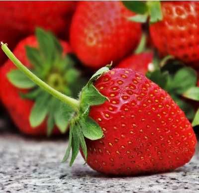 Stoloni capsuni remontant Albion