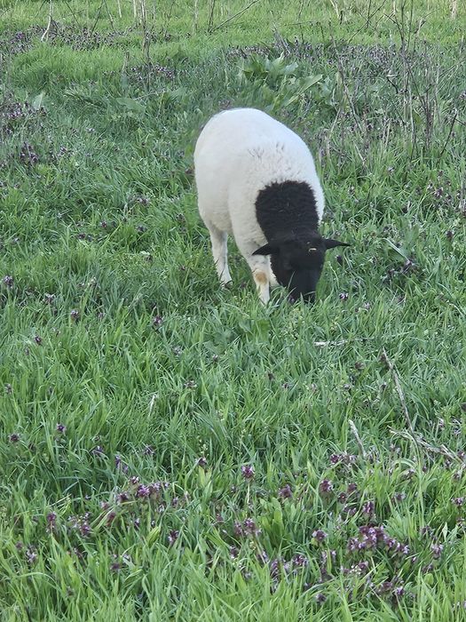 Mielute si oi Dorper.