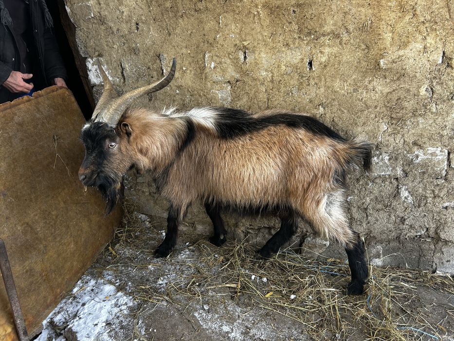 De vânzare Pereche Alpin Francez