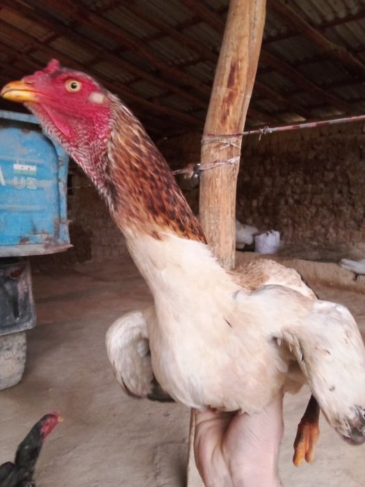 Toza qon tuximga yaqin bulishi 200 ming manzil Urgut tumani Samarqand