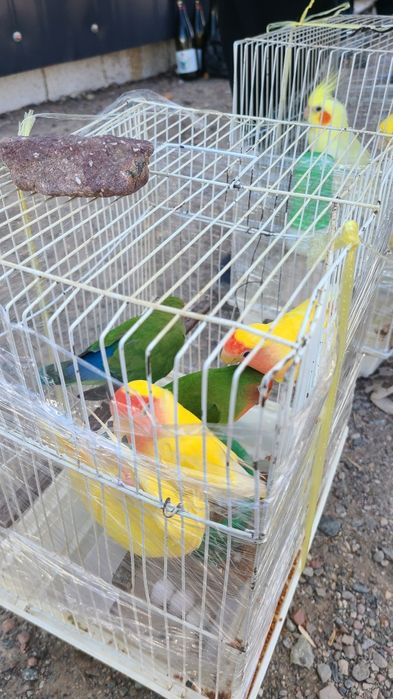 нерозлушка vs Carolla