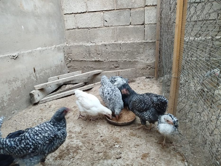 Продаются куры оптом