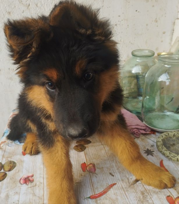 Щенки немецкой овчарки