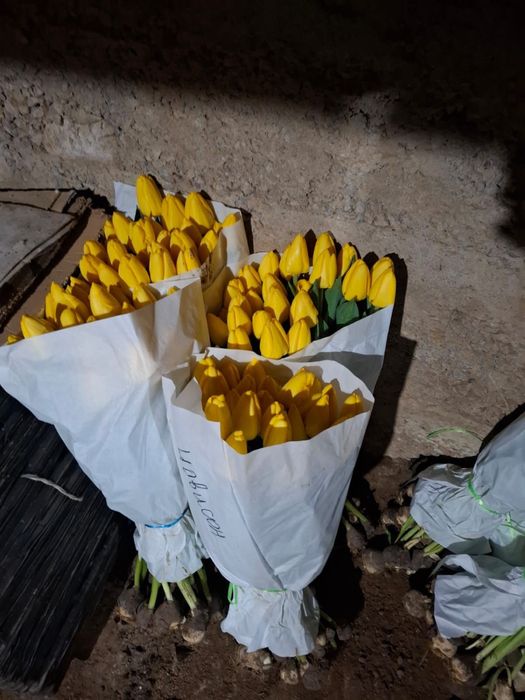 Тюльпаны голанские