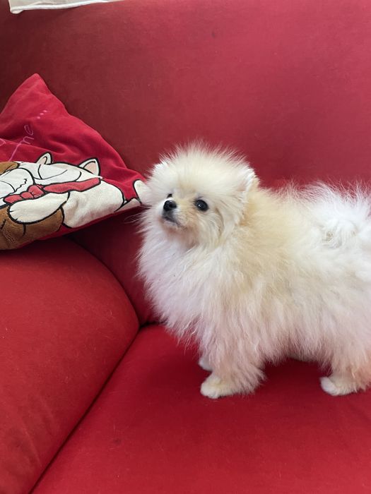 Pomeranian mini toy