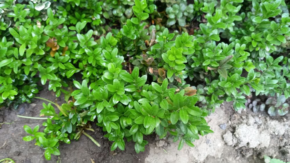 Молодые отростки  самшит с корням.и