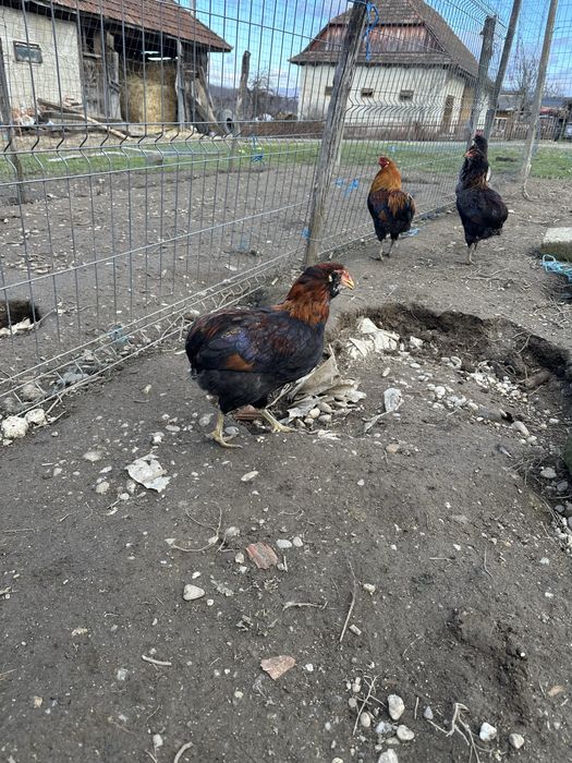 Familie gaini araucana