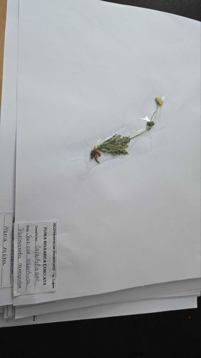 Хербарий за ЛТУ 100 бр.