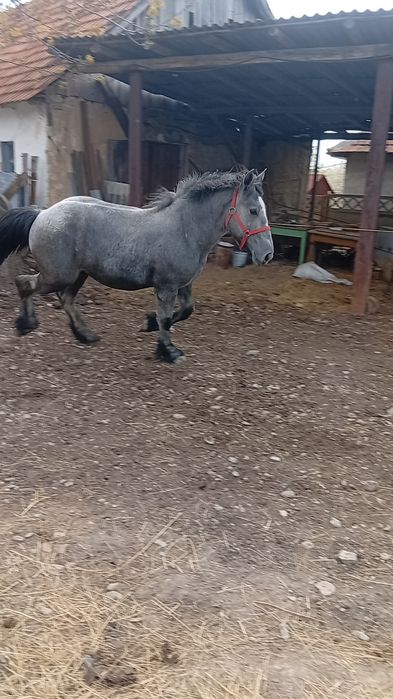 Mânz  sur de vânzare