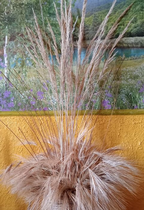 Декоративные травы , молиния, пшеница, листайте фото , недорого