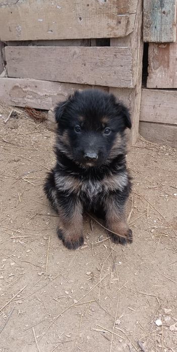 Продается щенки немецкой овчарки