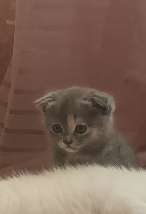 Продаётся котёнок Скоттиш фолд