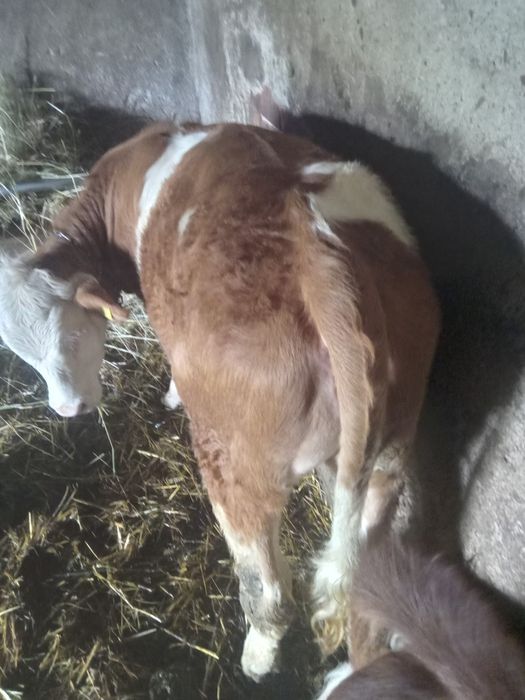 Vând vițea! Are 6 luni