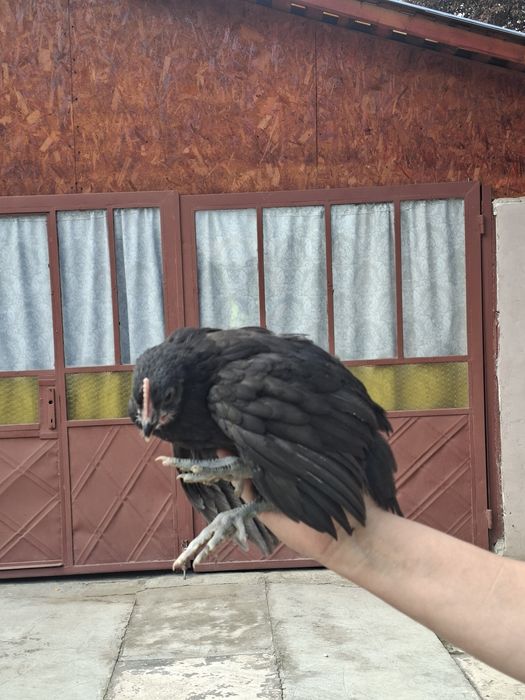 Vând pui australorp 1 lună