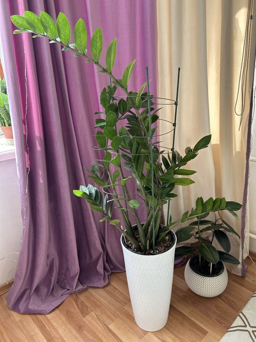 Гүлдердің бағасын білү үшін ватцапқа шығыңыздар.