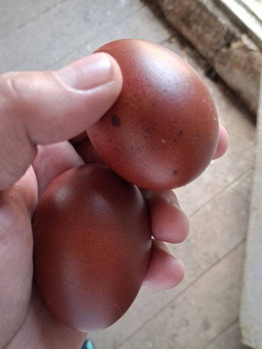 Pui de vanzare ,Marans, Olive