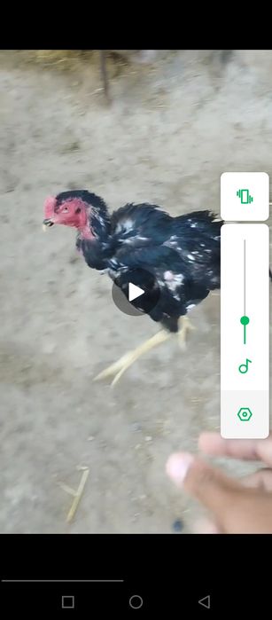 Dakan xõrozni udari sotiladi