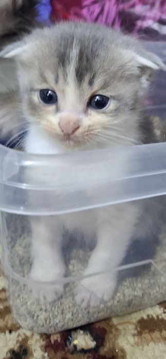 Mushukcha sotiladi Scottish fold narxi 100 $