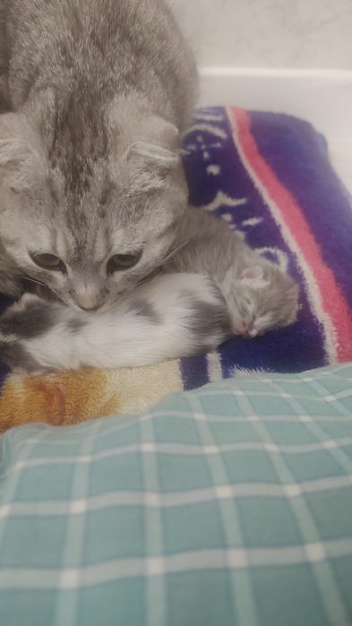 Вислоухо домашние