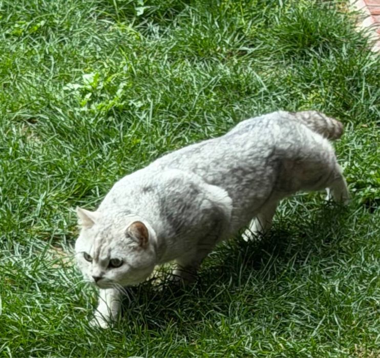 Britanskiy Serebristiy