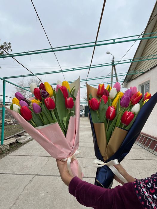 Тюльпаны голландские