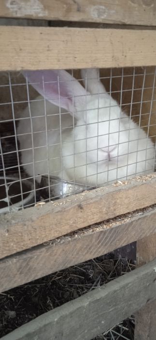 Птицы про Макс и заяц XXL