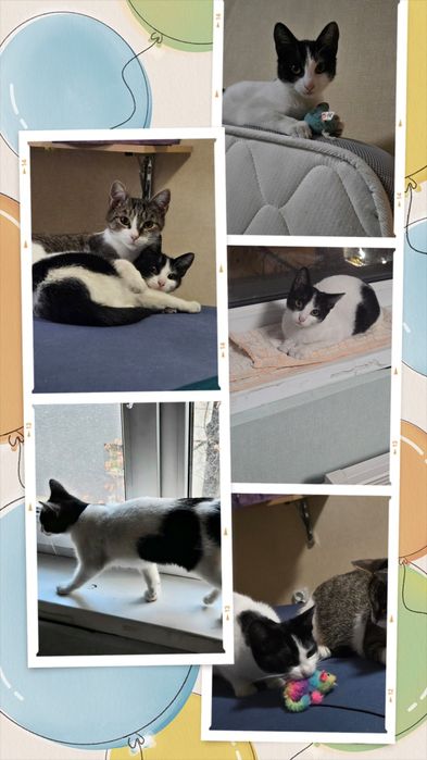 Pui de pisică pentru adoptie