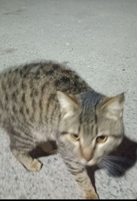 Кошечка, чья-то была домашней