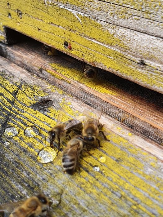 Miere de salcâm !!!