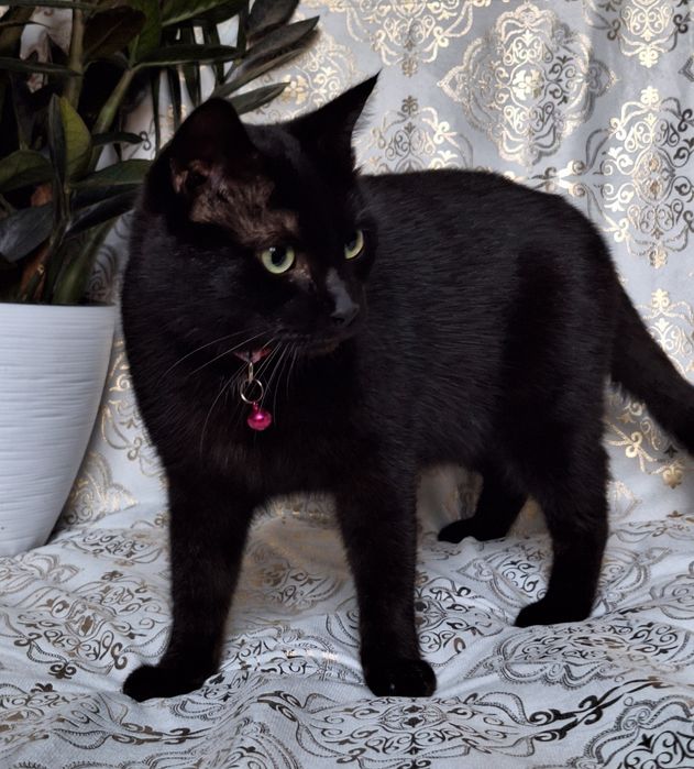 Подари Шейле семью