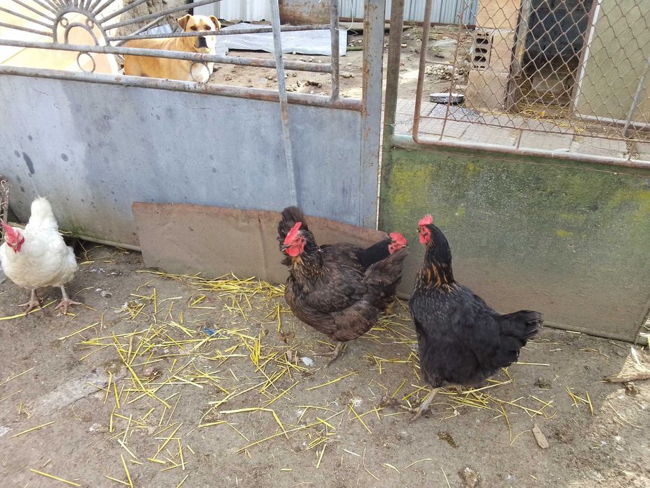 Продавам Супер Харко на година и половина 10 броя