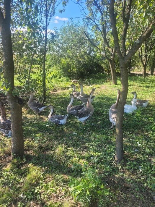 Vând 10 gâste americane