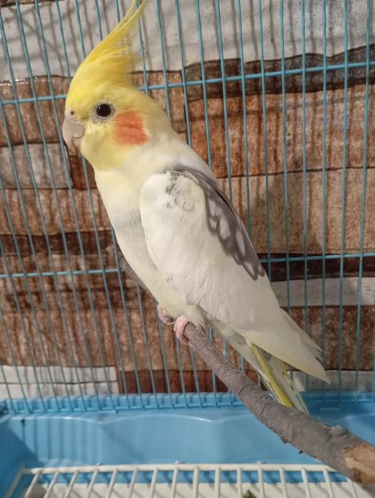 papagal nimfa mascul