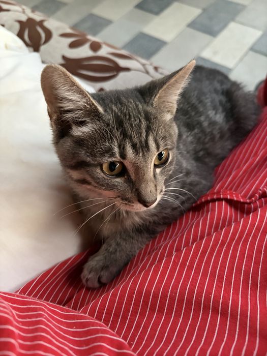 Котёнок послушный, умный