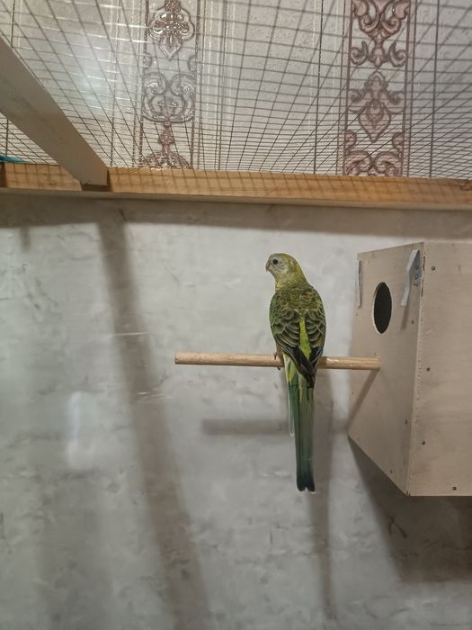 Pevchi Певчи popugay