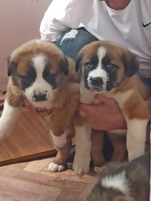 Кафказ алабай боллари