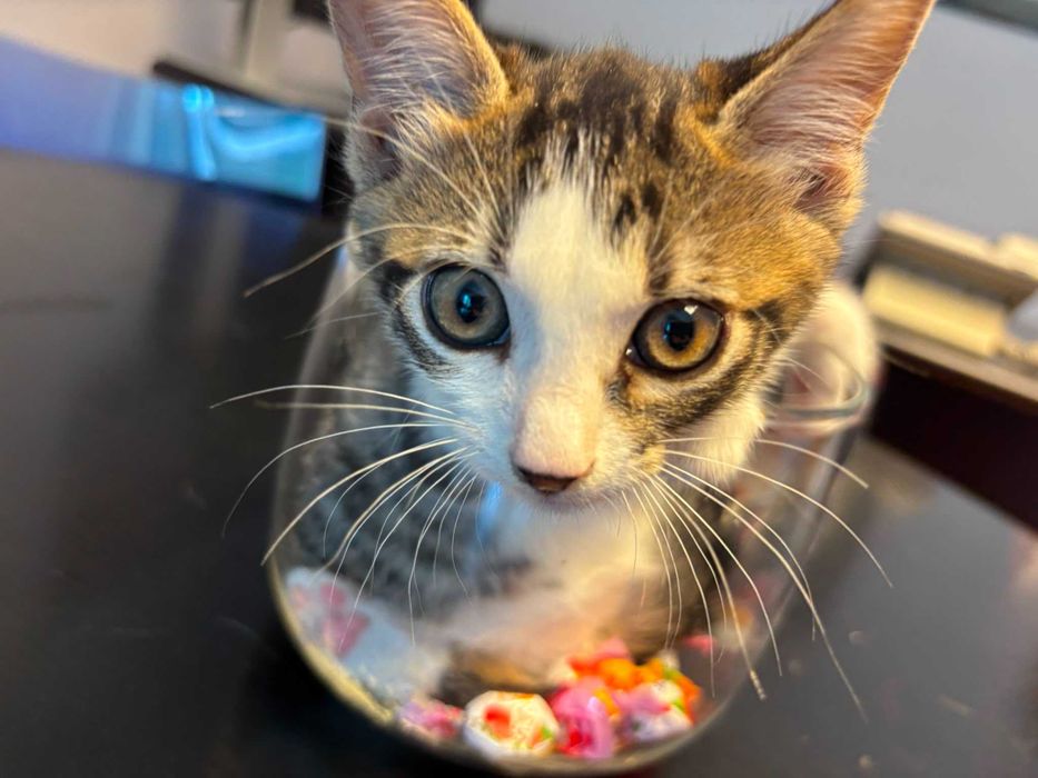 Adoptie 3 pisoi dragalasi de max 2 luni, testati, deparazitati intern si extern, 2 baietei si o fetita.