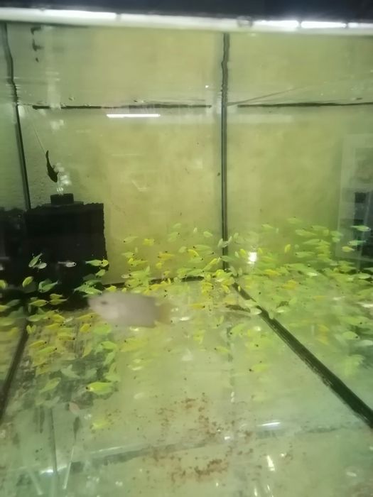 Декоративни рибки