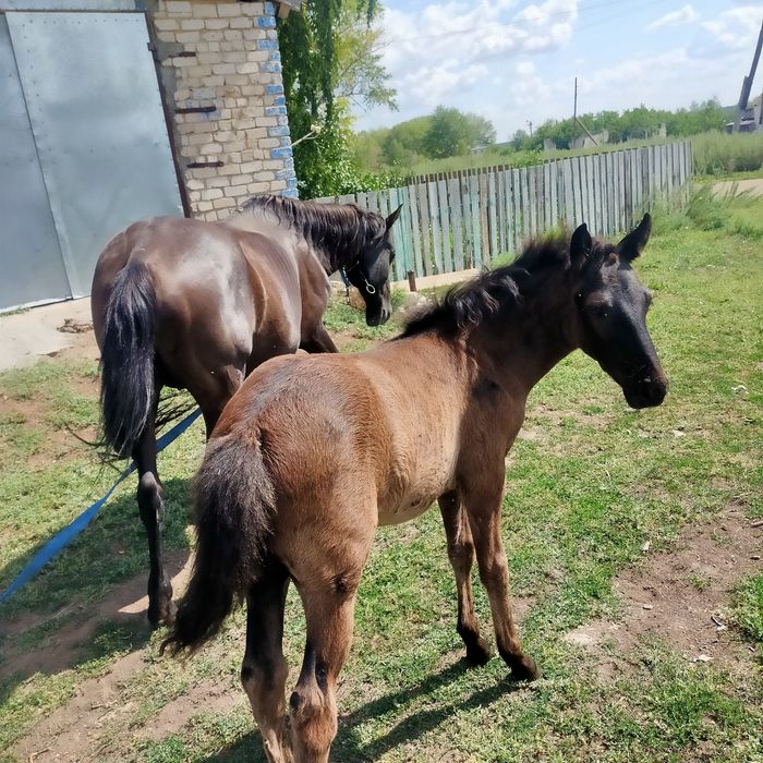 Продам кобылу жиребую