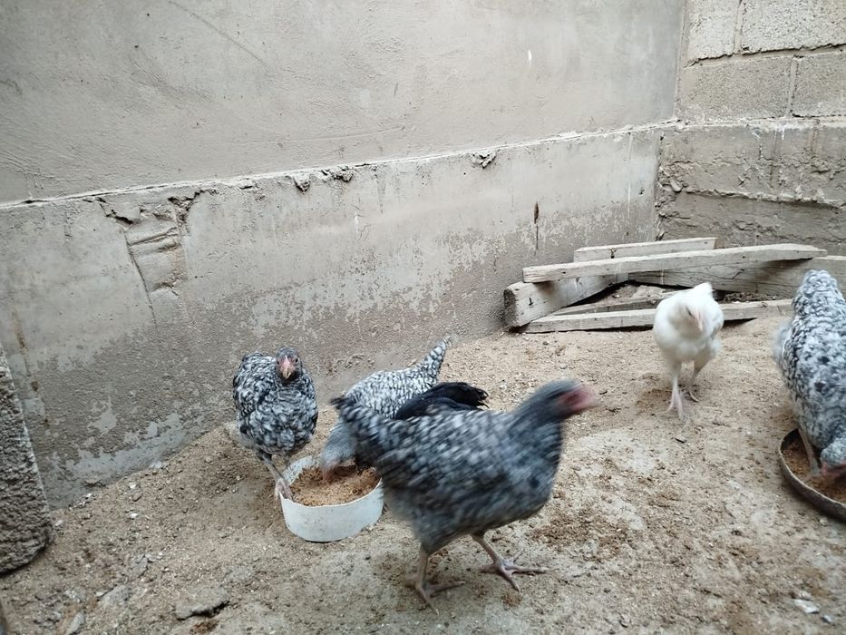 Продаются куры оптом