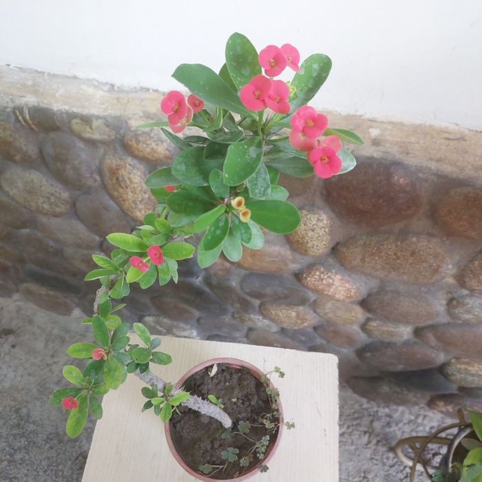 Продаю цветы комнатные многолетние фикус,денежное дерево,жасмин