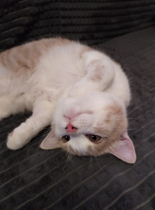 Отдам котенка в добрые руки