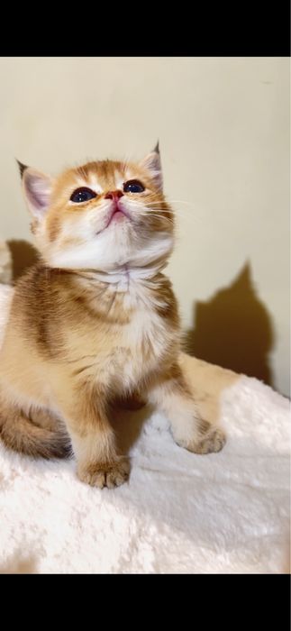 Продаются котятки фолд и британские