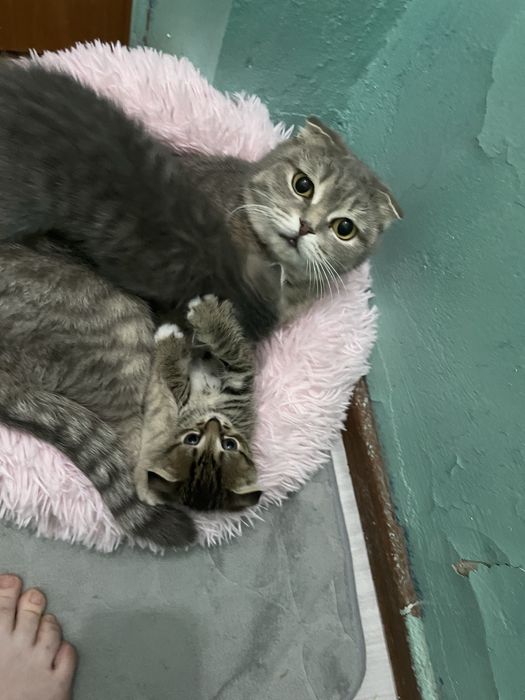 Отдам котят в добрые руки