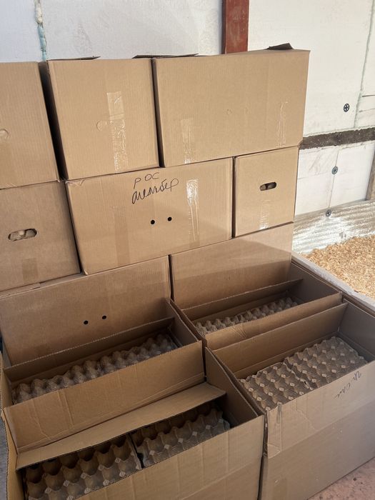 Яйцо инкубационный