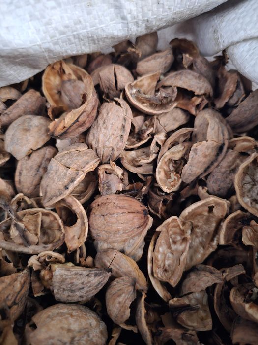 Coajă de nucă producție 2025