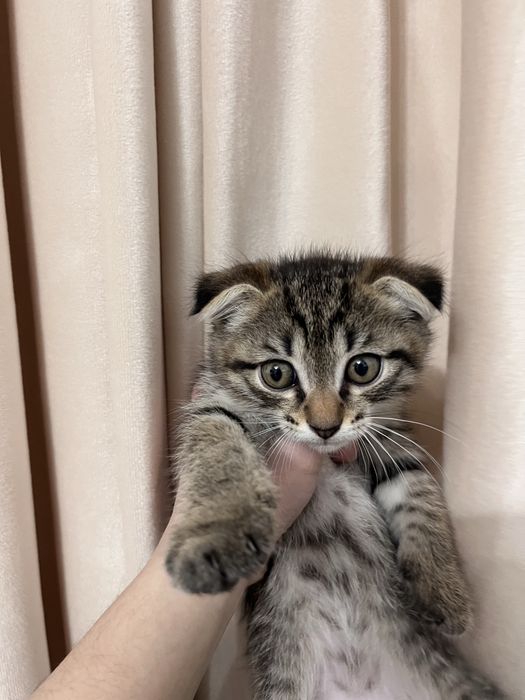 Кішкентай марғау